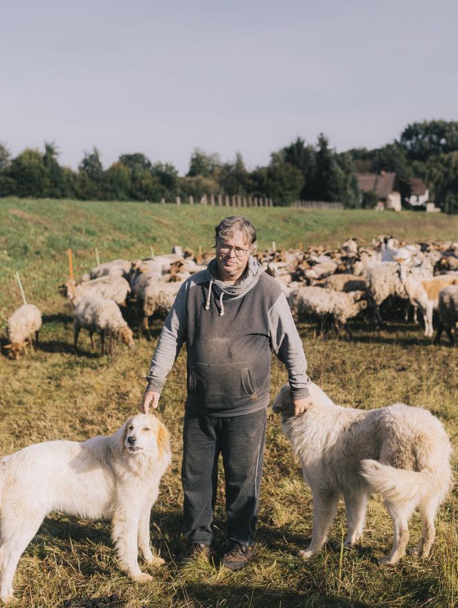 Der Schäfer René Jeronimus mit zweien seiner Hunde und der Schafherde auf einer Weide.
