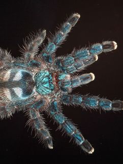 Spinne der Gattung caribena versicolor