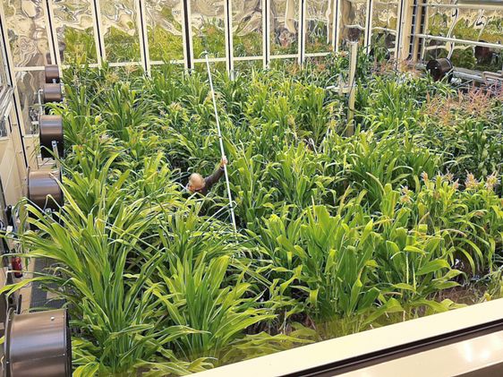 Maispflanzen wachsen in Containern in einer Halle, die seitlich mit Ventilatoren versehen ist. Mitten im Grün ist ein Mann mit einem langen weißen Stab zu sehen.
