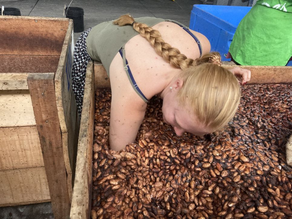 Franziska Krause greift mit dem ganzen Arm in eine hölzerne Box voller bräunlicher Kakaobohnen.