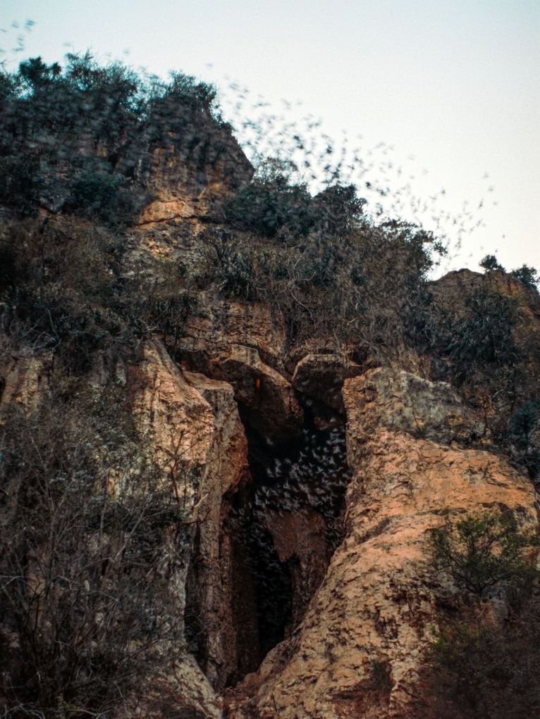 Fledermaus Schwarm fliegt in eine Höhle. 