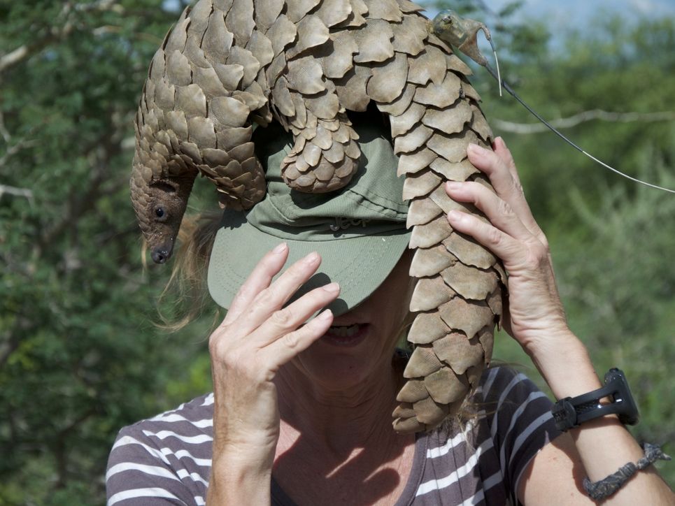 Eine Frau mit Kappe hält ein auf ihrem Kopf sitzendes Pangolin fest.
