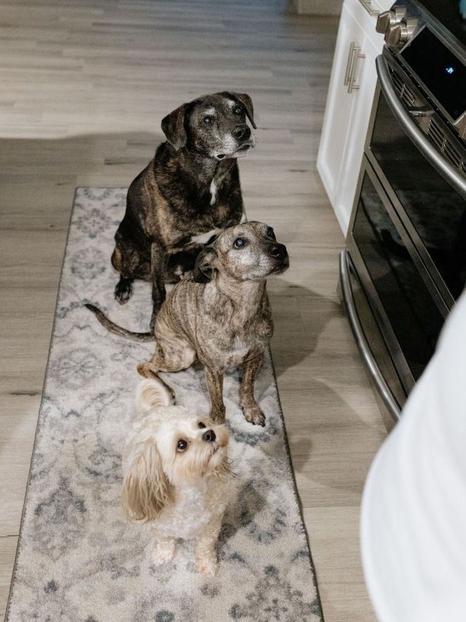 Drei Hunde sitzen in der Küche schauen nach oben 