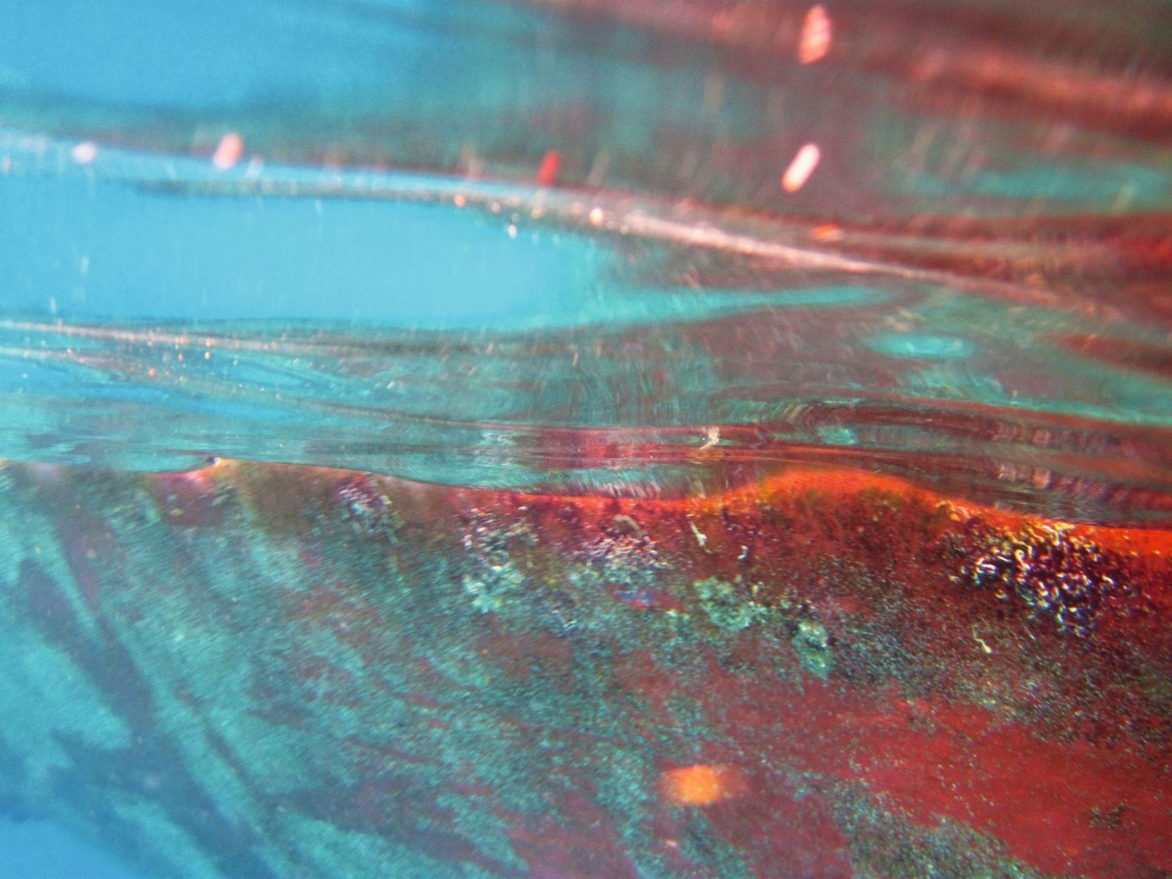 Rote Algen unter Wasser.