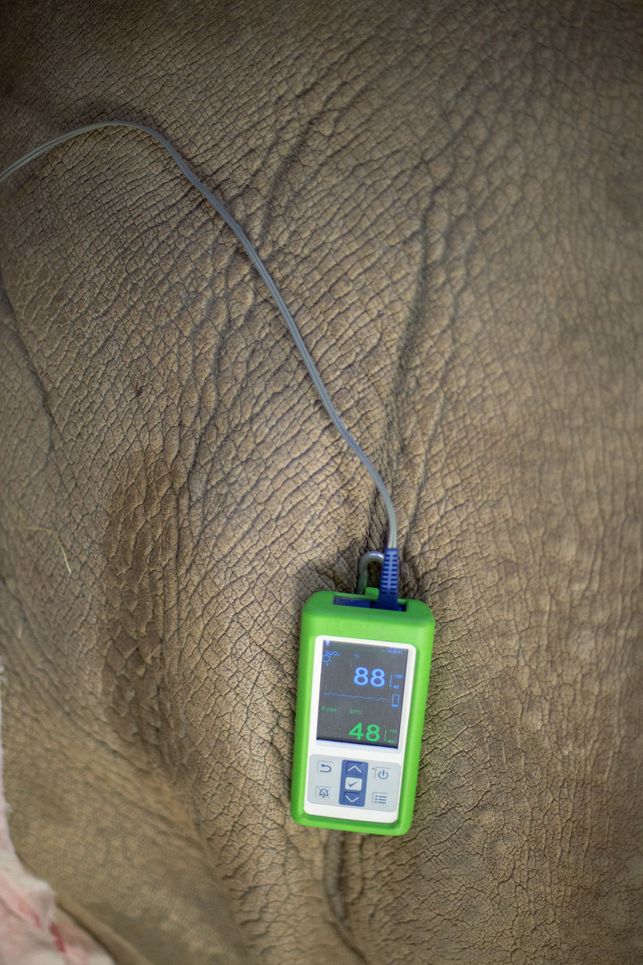 Messgerät am Körper des Nashorns.