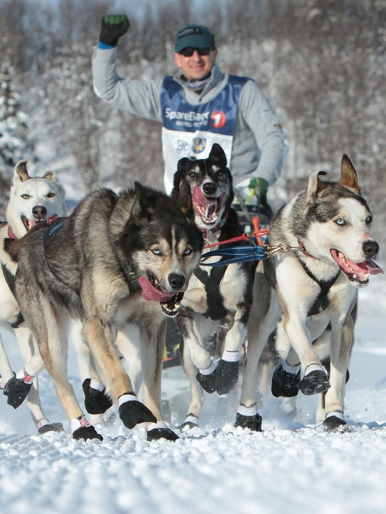 Eine Gruppe rennender Schlittenhunde, hinter ihnen ein Mann in Trikot auf einem Schlitten.