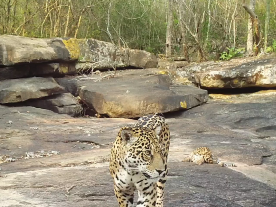 Jaguar und ein Junges auf glatten Felsen im Wald.