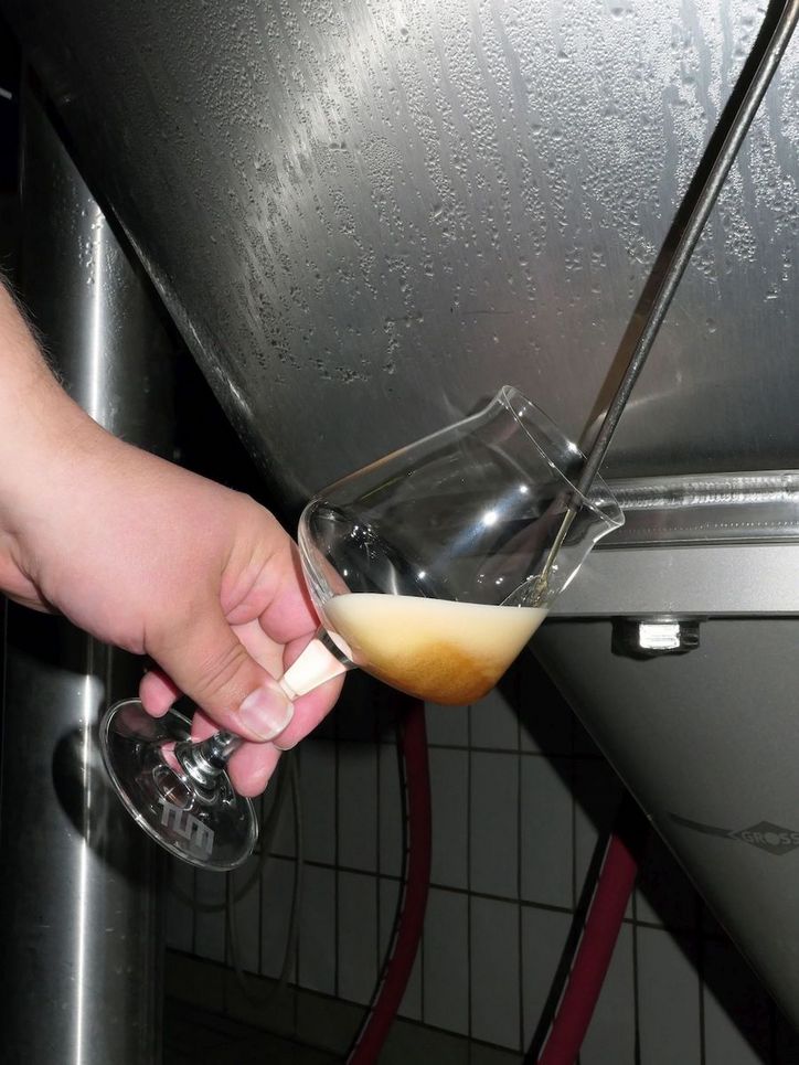 In ein Stilglas wird Bier gezapft.