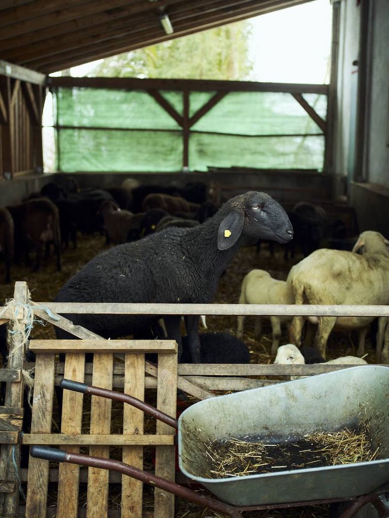 Schafe in einem Stall.