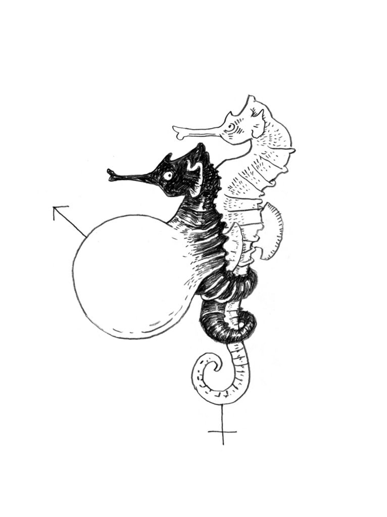 Illustration zweier Seepferdchen, von denen eines einen aufgeblähten Bauch hat, der zugleich das männliche Gender-Symbol darstellt. Ein Kreuz unter dem anderen Seepferdchen macht es zum weiblichen Gender-Symbol.