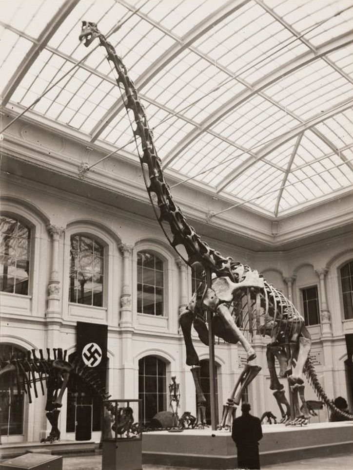Das Skelett des Brachiosaurus im Museum für Naturkunde. An der Wand hängt eine Hakenkreuz-Flagge.