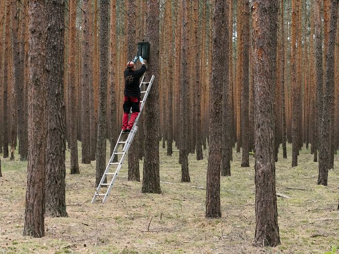 Person steht im Wald auf einer Leiter und bringt eine Kasten an einem Baum an.