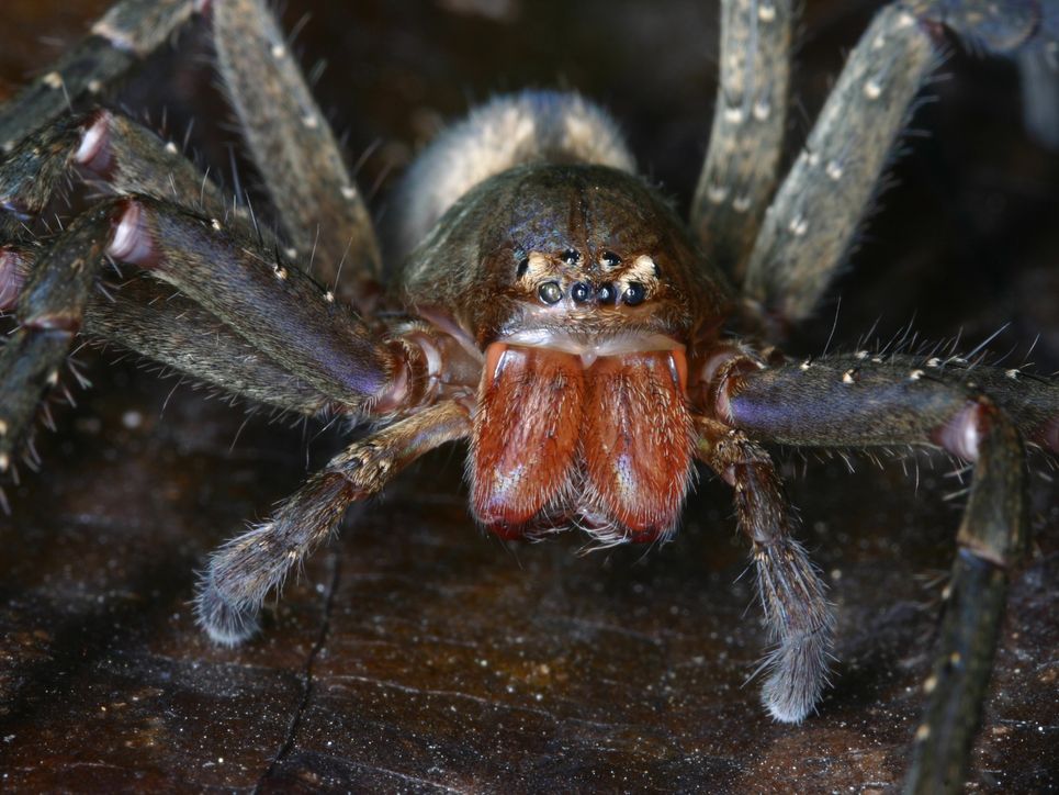 pseudopodia virgata