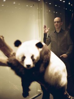 Ausgestopfter Pandabär im Museum.