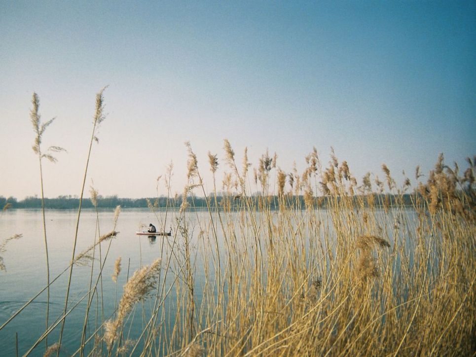 Schilf am Ufer eines Sees 