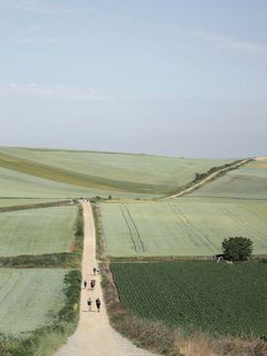 Feldweg durch grüne Felder, auf dem ein paar Personen zu sehen sind.