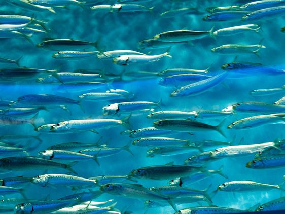 Fische im Meer