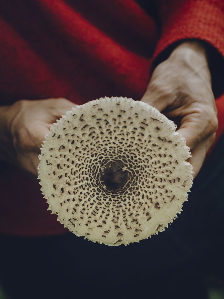 Flacher, runder, weiß-braun gesprenkelter Pilz in den Händen einer Person.