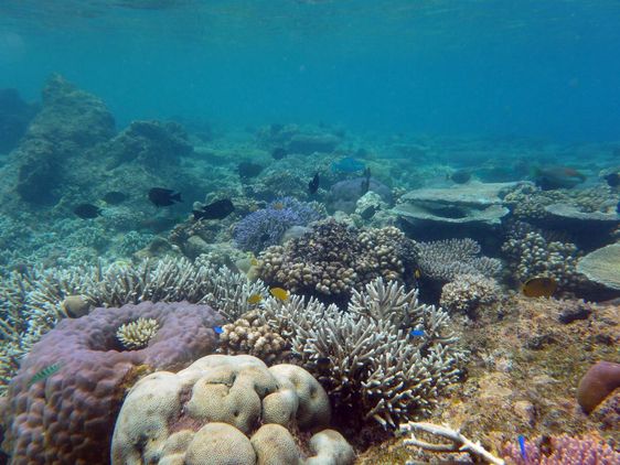 Ein Korallenriff vor den Solomon Islands. 