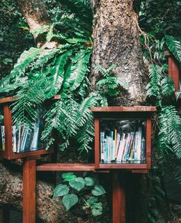 Bücherkästen aus Holz, die an einem Baum mit intensiv-grünen Blättern angebracht sind.