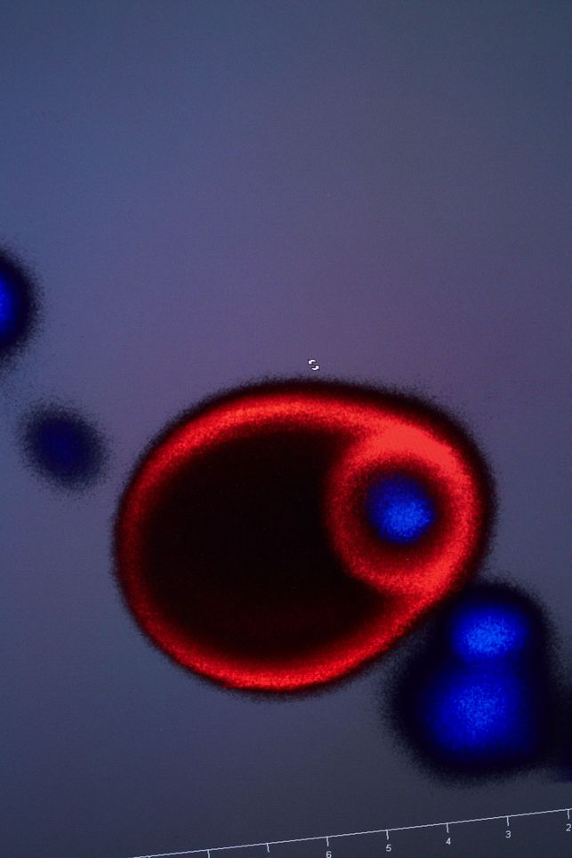 Rot schimmerndes Molekül mit blauem Punkt.