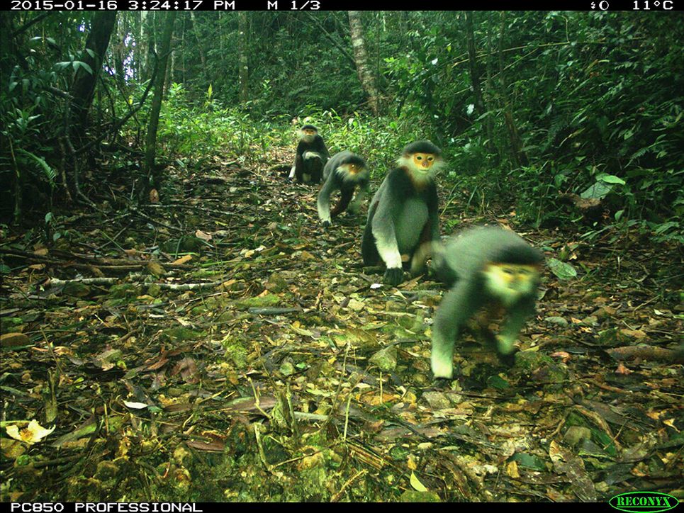 Eine Gruppe Rotschenkliger Kleideraffen läuft über den Waldboden.