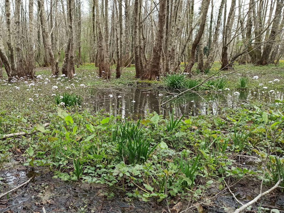 Sumpfig aussehender Waldboden, mit Laub, Gräsern und weißen Blüten. 