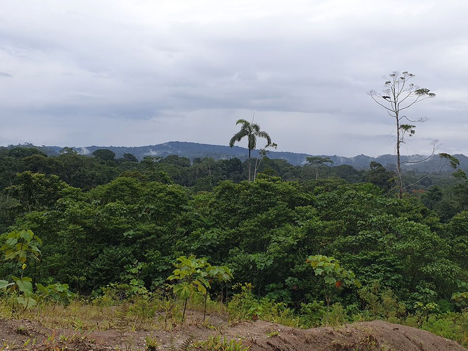 Blick über den Regenwald in Ecuador. Leibniz Magazin 