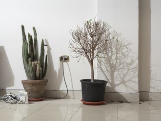 Kaktee, vertrocknete Zimmerpflanze, ein eingestecktes Kabel in der Steckdose und ein Router.