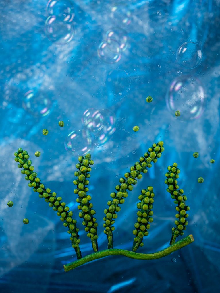 Grüne Pflanze, an deren Armen kleine Grüne Kügelchen hängen, Luftblasen, blauer Hintergrund.