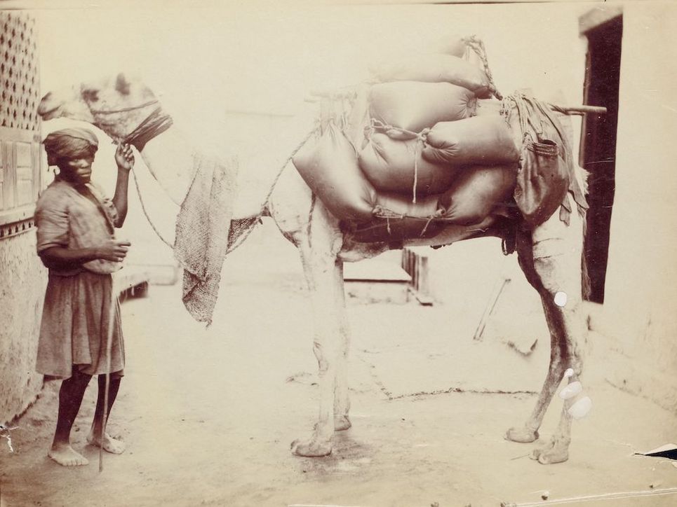 Historisches Foto eines Mannes mit beladenem Kamel.