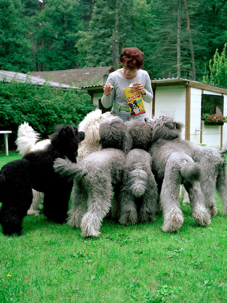 Eine Frau Füttert 7 Pudel mit Hundefutter im Garten.