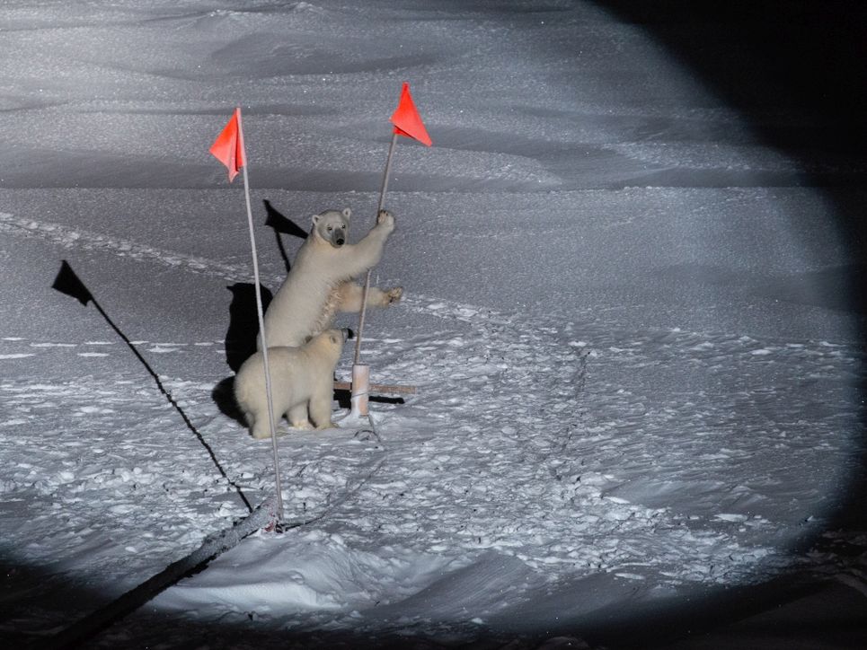 Zwei Eisbären auf einer Schneefläche, zwei Rote Flaggen. Einer der Eisbären steht aufrecht und hält sich an einem Fahnenmast fest.