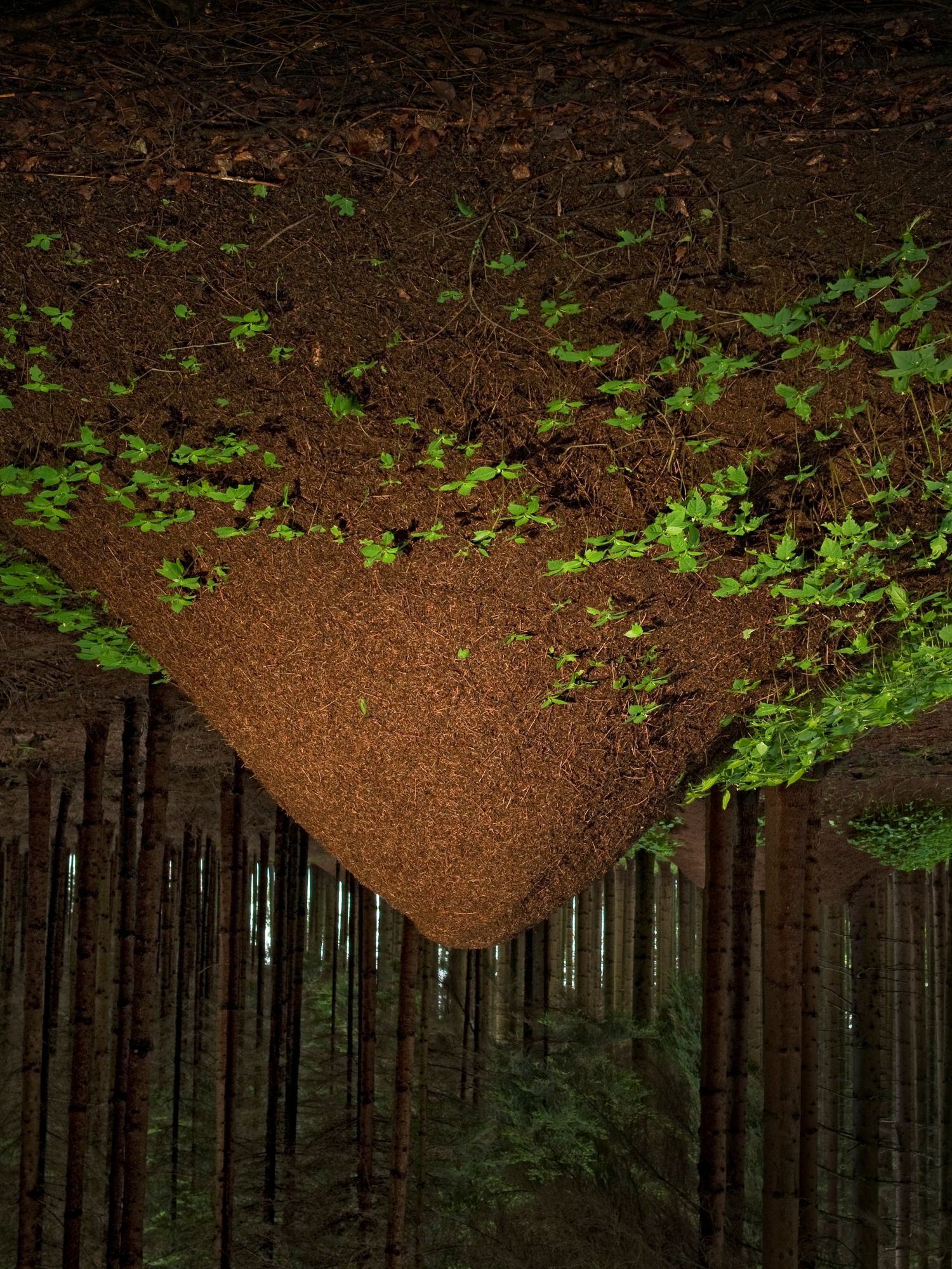 Auf dem Kopf stehendes Foto eines Ameisenhaufens im Wald.