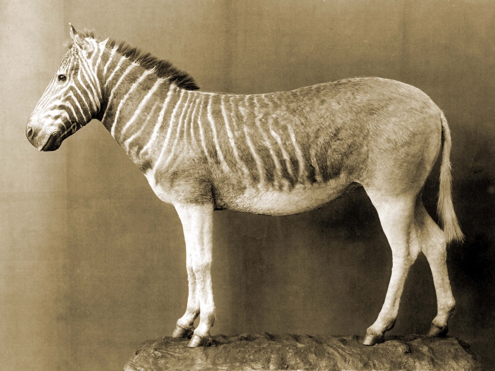 Ein Quagga, ein Steppenzebra, dessen Fell an Kopf, Hals und bis zur Hälfte des Bauchs das wie das eines Zebras gemustert ist.