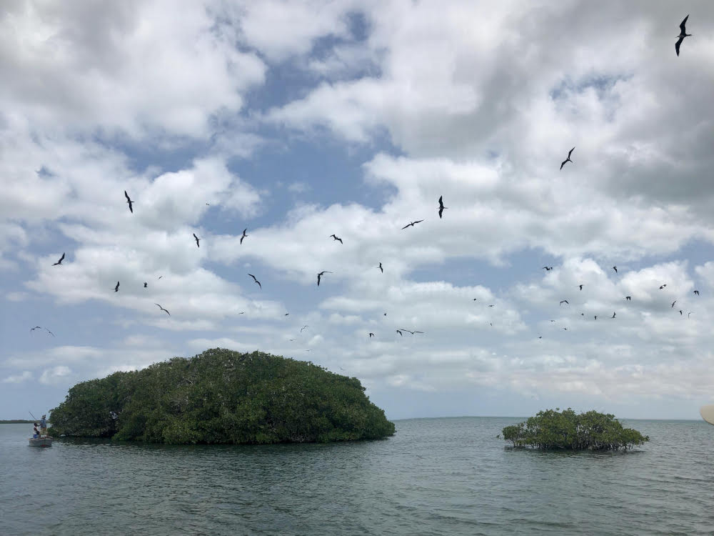 Kleine Bauminseln vor der Küste, die von Vögeln umkreist werden.