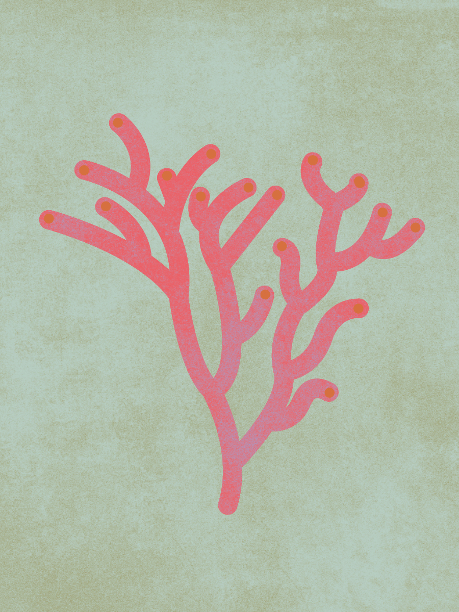 Illustration einer Koralle.