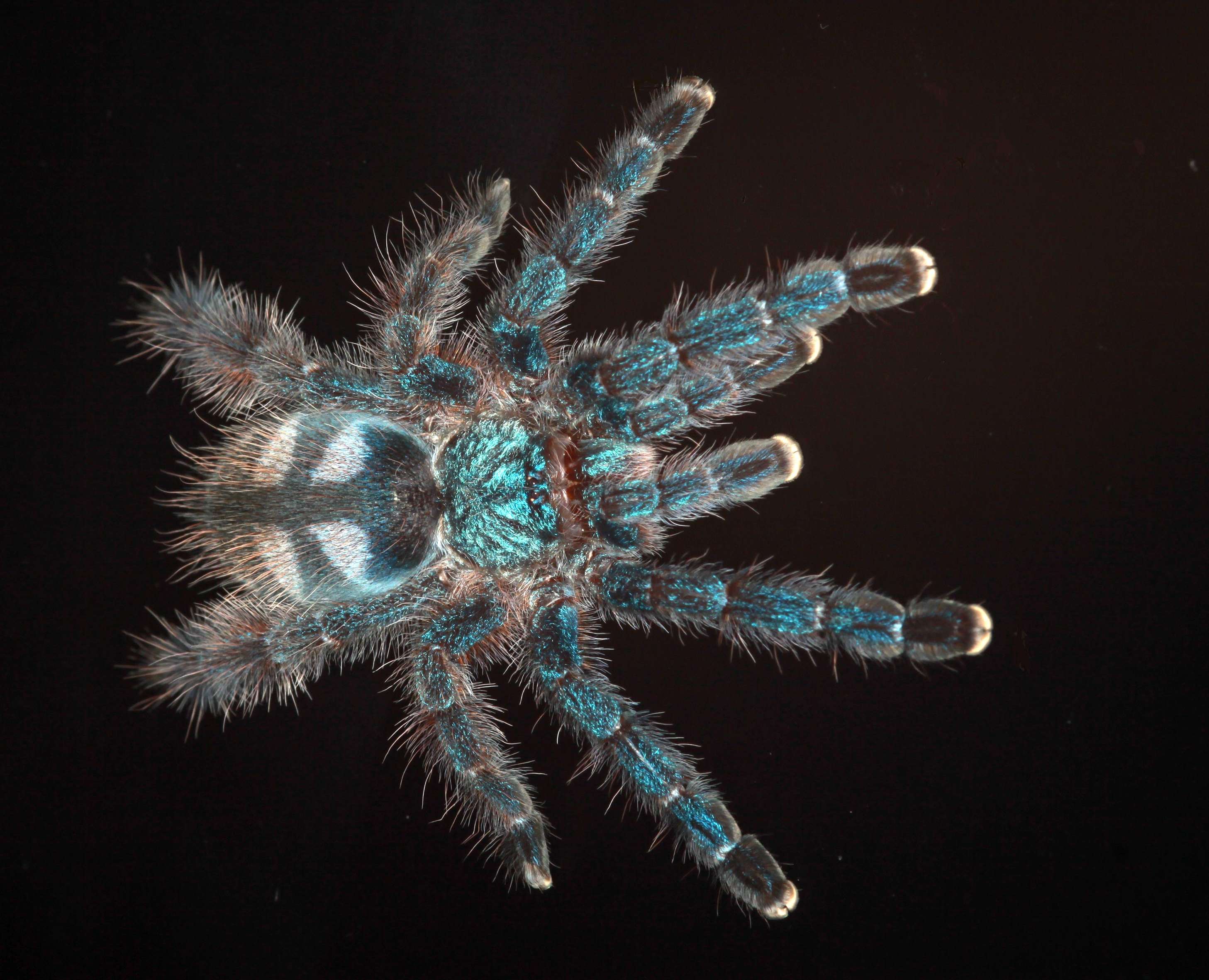 Spinne der Gattung caribena versicolor
